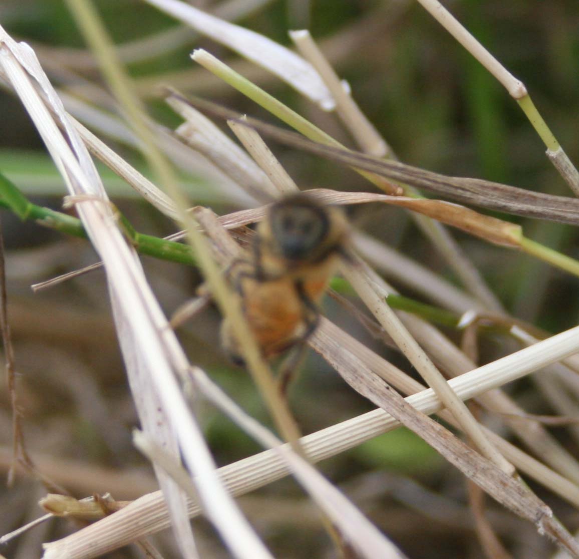 wasps-attacking-bees 080a.jpg